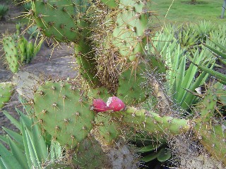 Prickly Pear